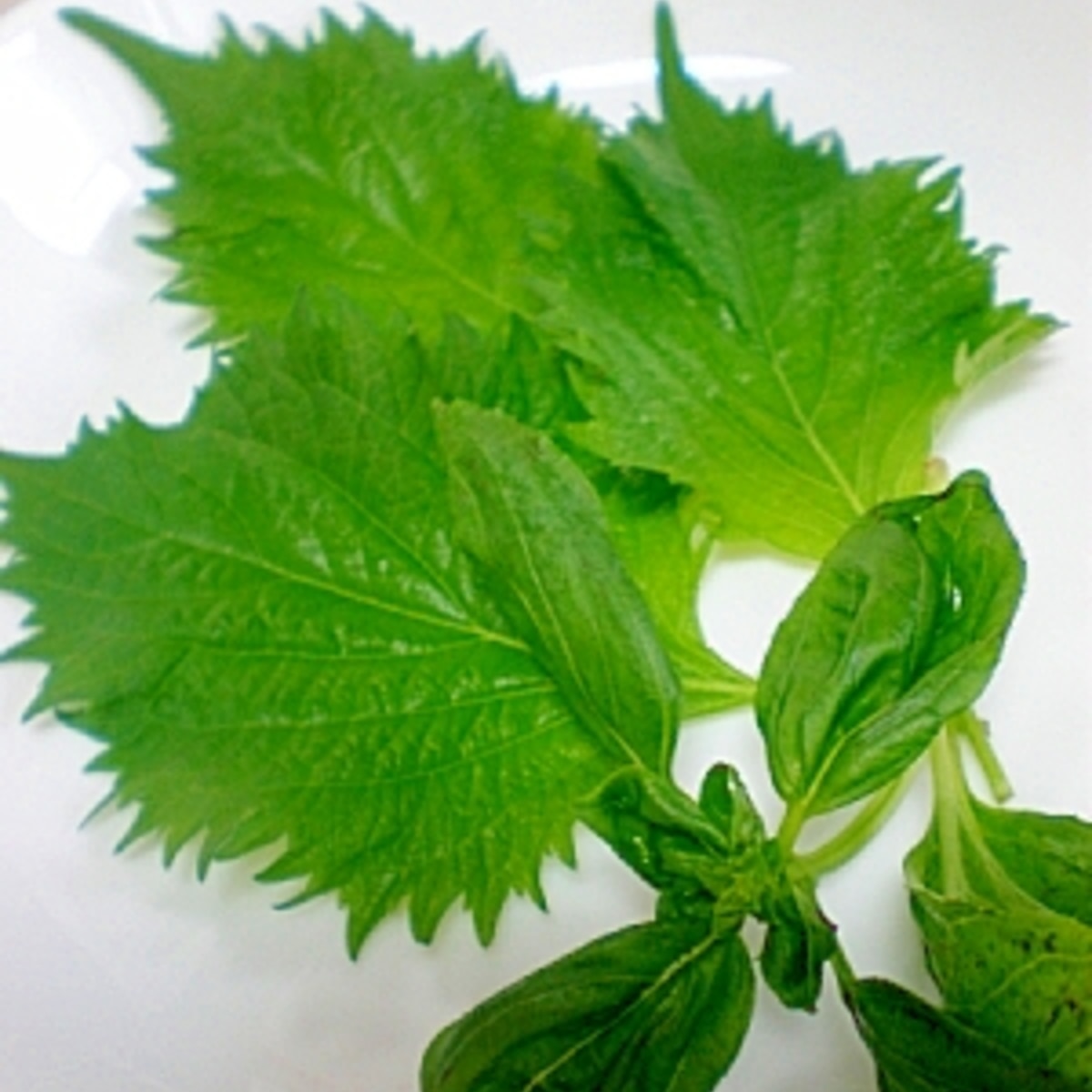 しなびた葉野菜ハーブがシャキッと復活 大葉 バジル レシピ 作り方 By はちわれ413 楽天レシピ しなびた葉野菜ハーブがシャキッと復活 大葉 バジル レシピ 作り方 By はちわれ413 楽天レシピ
